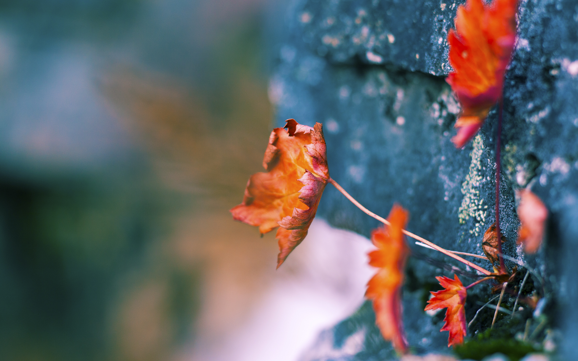 《王者荣耀国际版冠军赛,海外战队挑战LPL强敌》,王者国外比赛