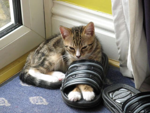 全球电竞市场规模持续扩大,亚洲地区增长迅速,2019全球电竞行业与用户发展报告