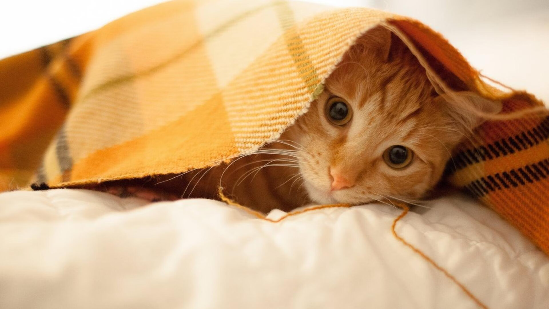 B体育APP下载网址-哥伦比亚马术协会设立“Sinjska Alka”奖学金，支持传统马术研究。