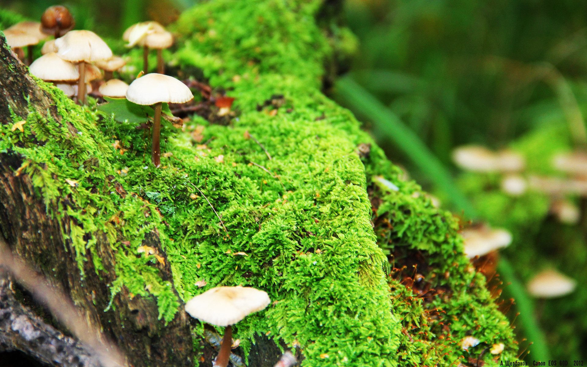 人队小将西蒙斯再次入选全明星首发,西蒙斯过人集锦