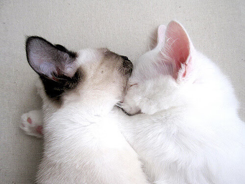 凯尔特人逆转热火，抢七大战中塔图姆末节爆发，凯尔特人队塔图姆