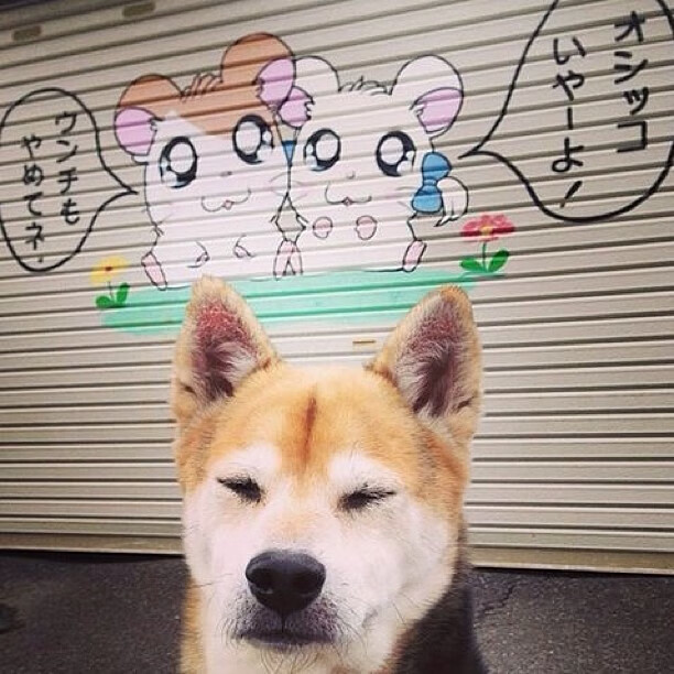 北美球员加盟亚洲联赛,打破传统球员转会,北美洲的球队