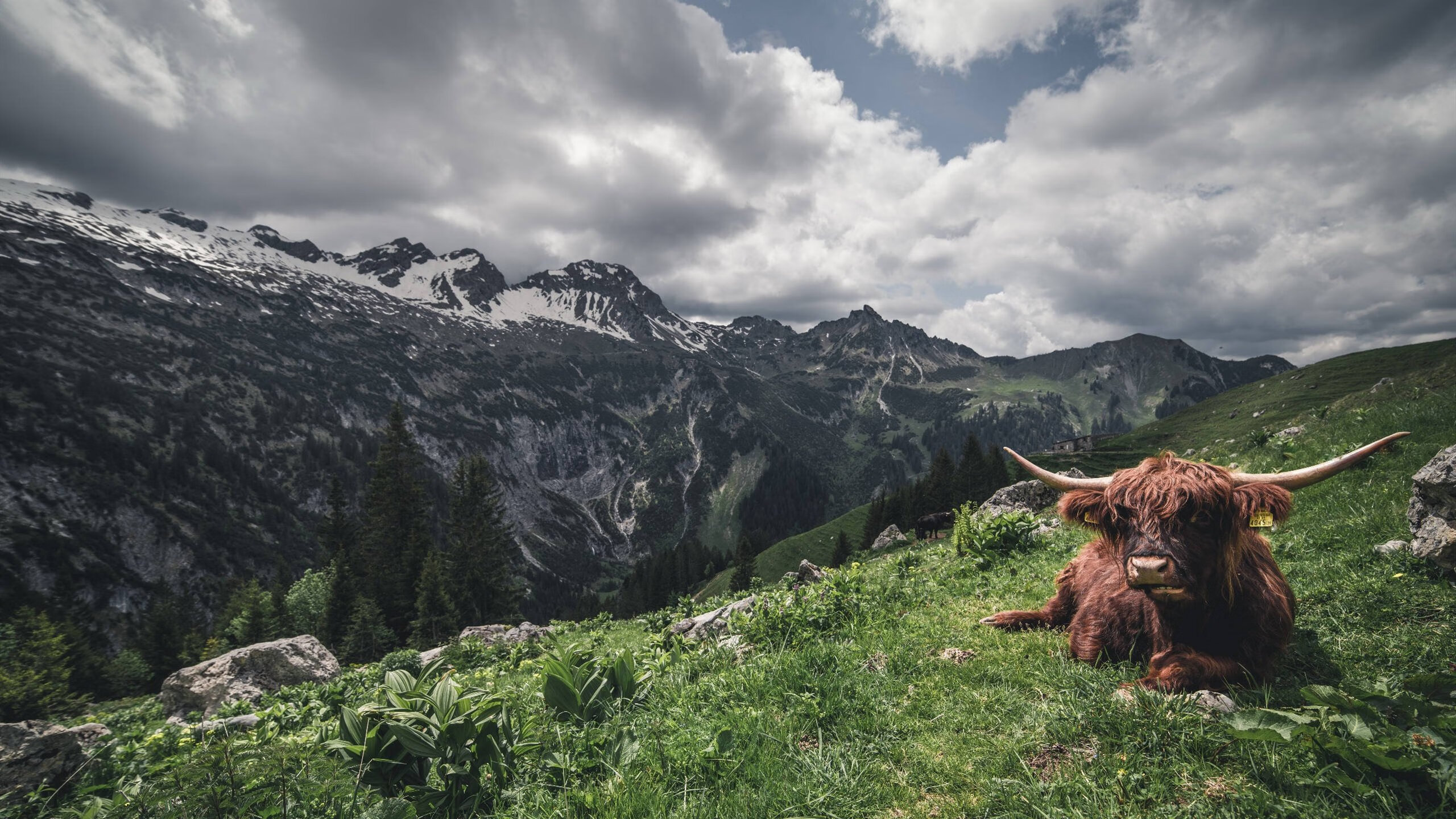Bsports在线平台-国足新赛季引援策略多元化，国足新赛季引援策略多元化的原因