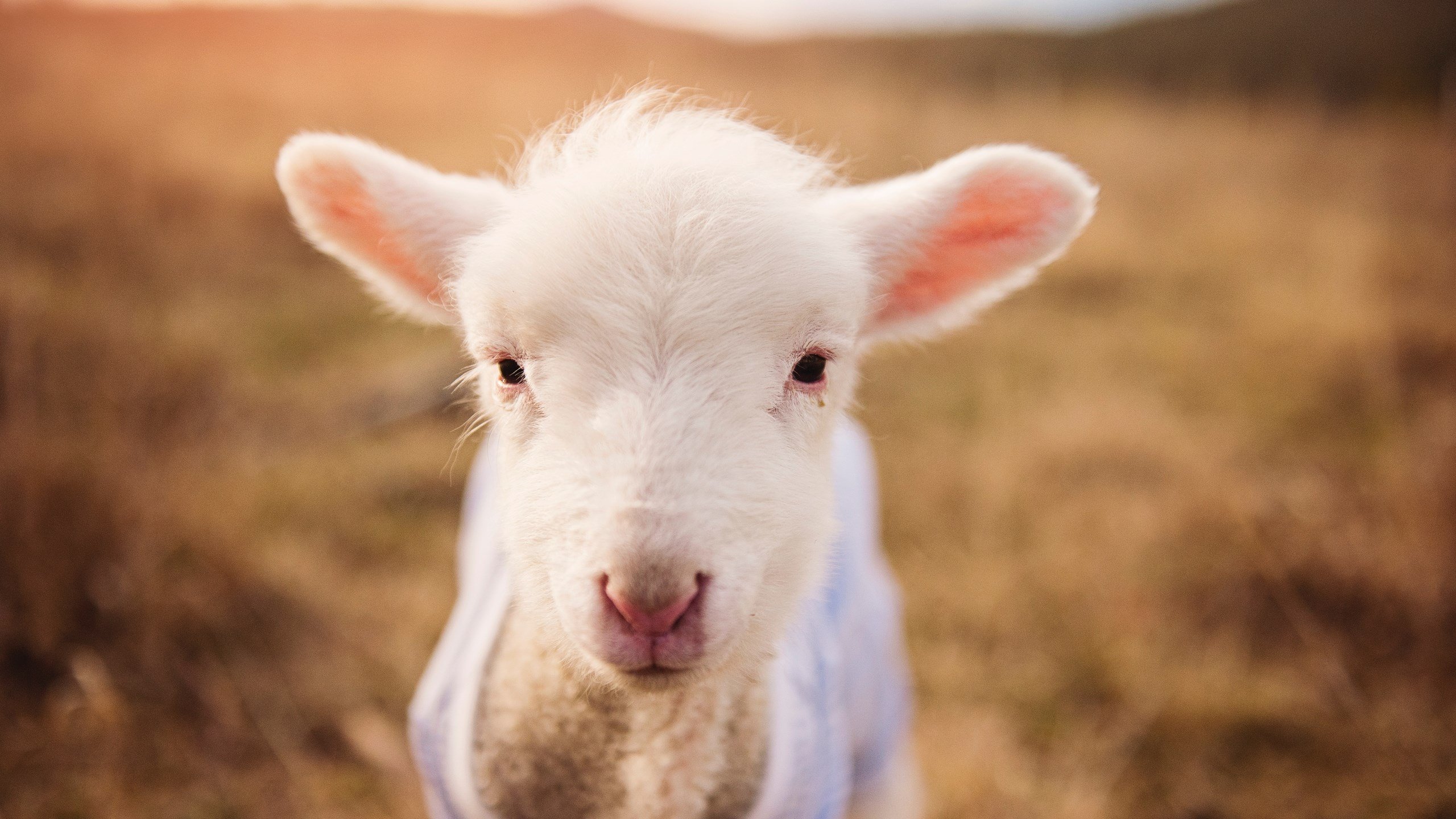 国足绝佳表现，成功进军国际赛八强，国足进八强了吗_