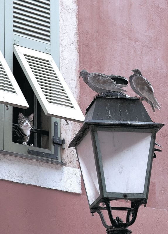 头名之争!贝蒂斯战平莱万特,难解难分,莱贝克vs巴蒂斯塔