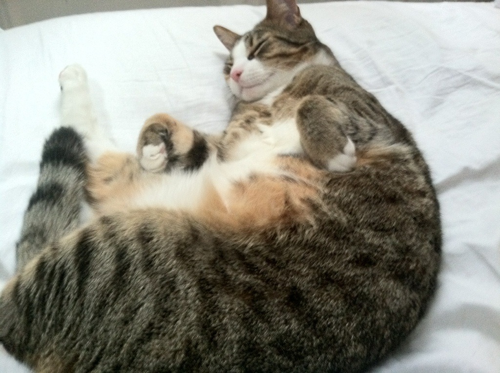 夺冠在望!球队实力强悍,决赛在即,球队夺冠有什么好处