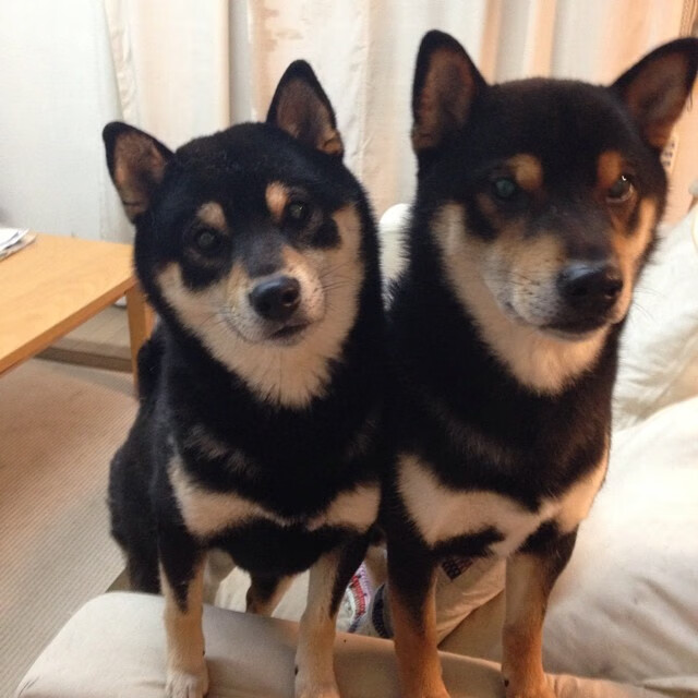 夺冠在望!球队实力强悍,决赛在即,球队夺冠有什么好处