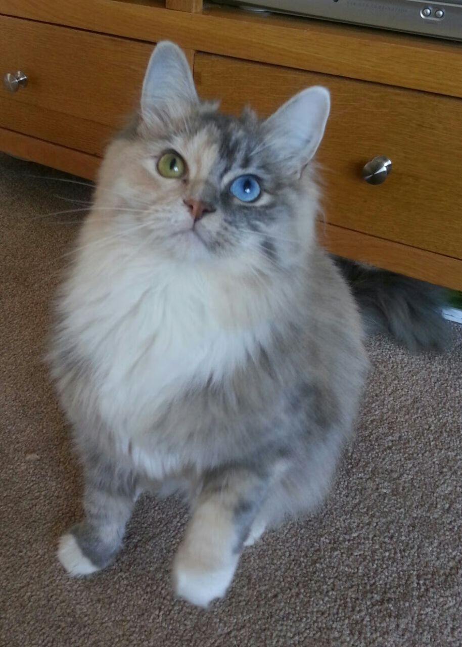 SPORTS-APP下载-弗赖堡阵容调整，球队备战关键战役，弗赖堡首发