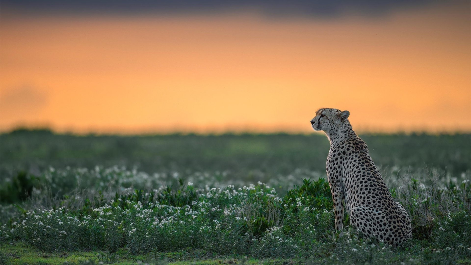 拜仁慕尼黑锋线大将梅开二度,带队获重要胜利,拜仁慕尼黑2021