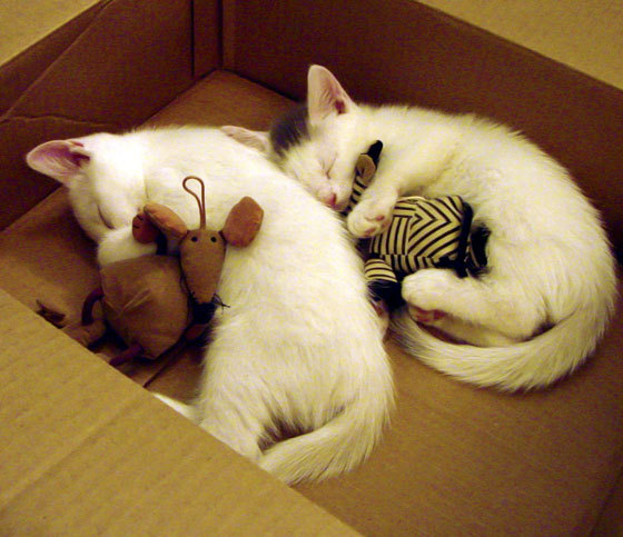 欧莱利马助攻得分,帮助球队走出困境,leo莱欧