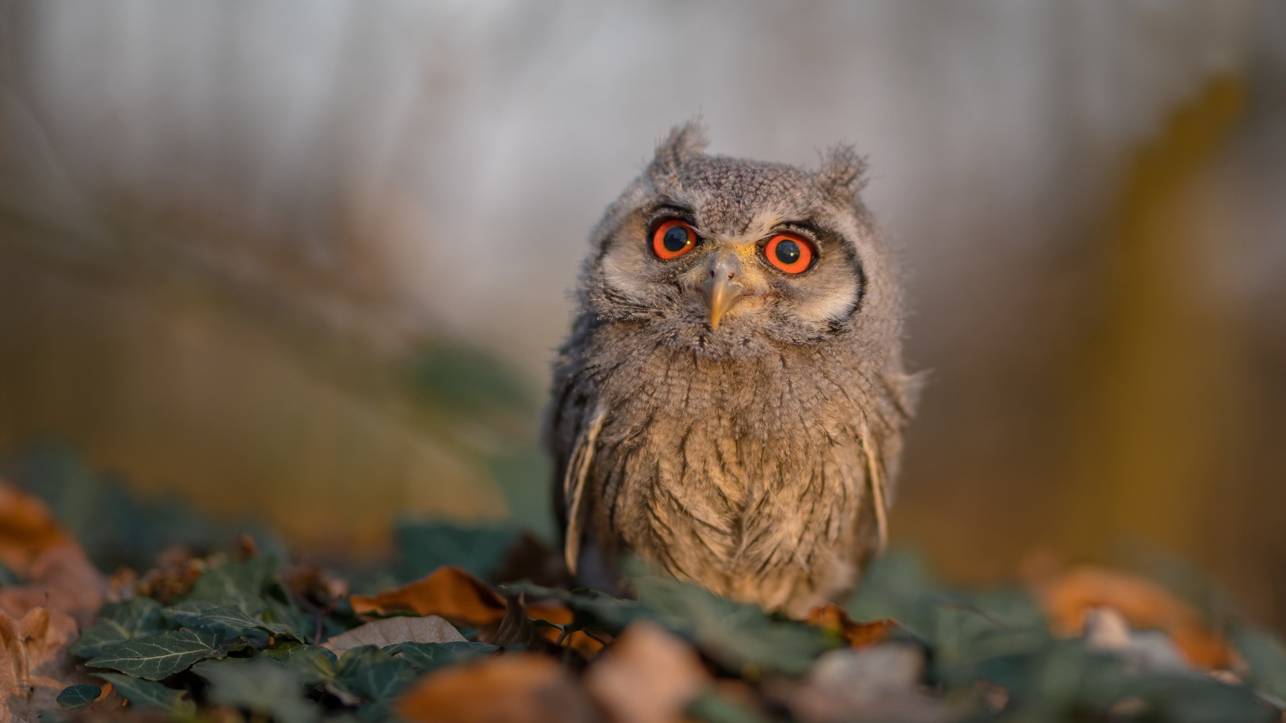 阿根廷国家队备战美洲杯,阿根廷足球队美洲杯