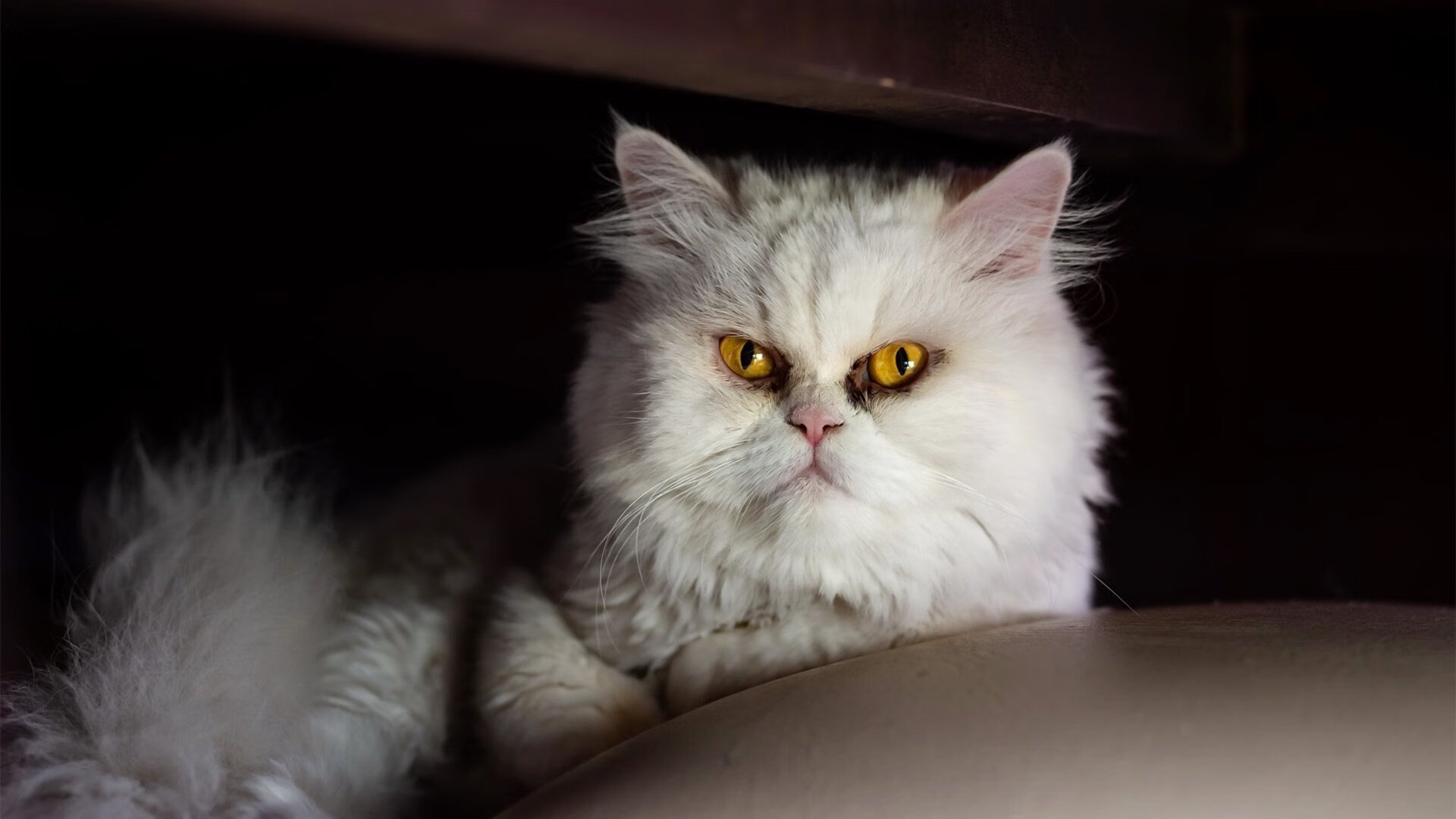 B 体育官网-阿根廷夺得第16座美洲杯冠军，创纪录，阿根廷夺得第16座美洲杯冠军,创纪录是多少