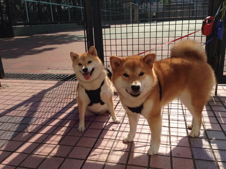 中国青少年篮球运动员速度训练体系设计,青少年篮球运动员体能训练