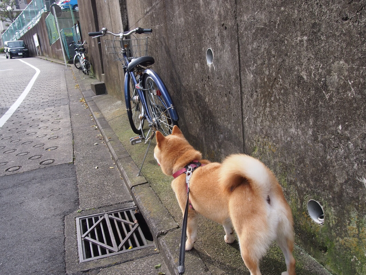 全国武术锦标赛高手云集,全国武术锦标赛比赛项目