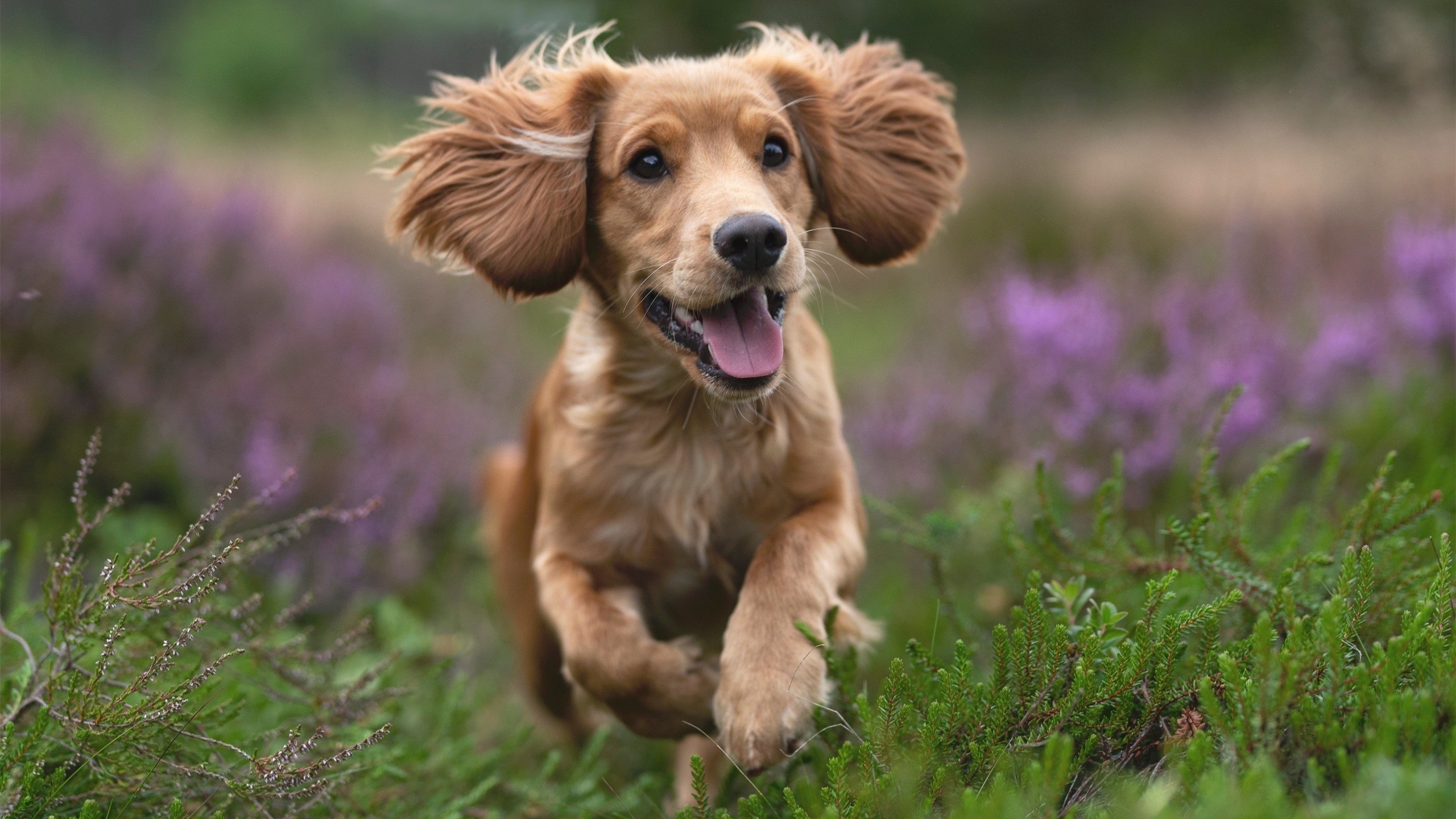 篮球专项体能训练的周期化设计与科学实施研究,篮球周期性训练计划