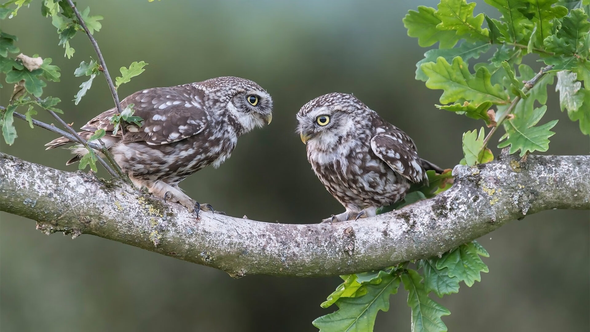 “皇马携新援出战,年轻血液引关注”