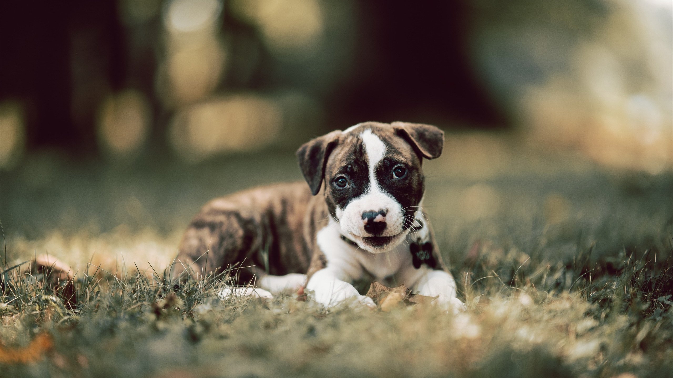 加拿大乒乓队的未来:如何提升教练团队与球员的互动与协作,现任加拿大乒乓球教练