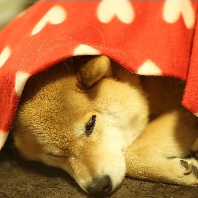 美国队未来发展策略:如何将青训与国际赛事相结合,美国队优势项目