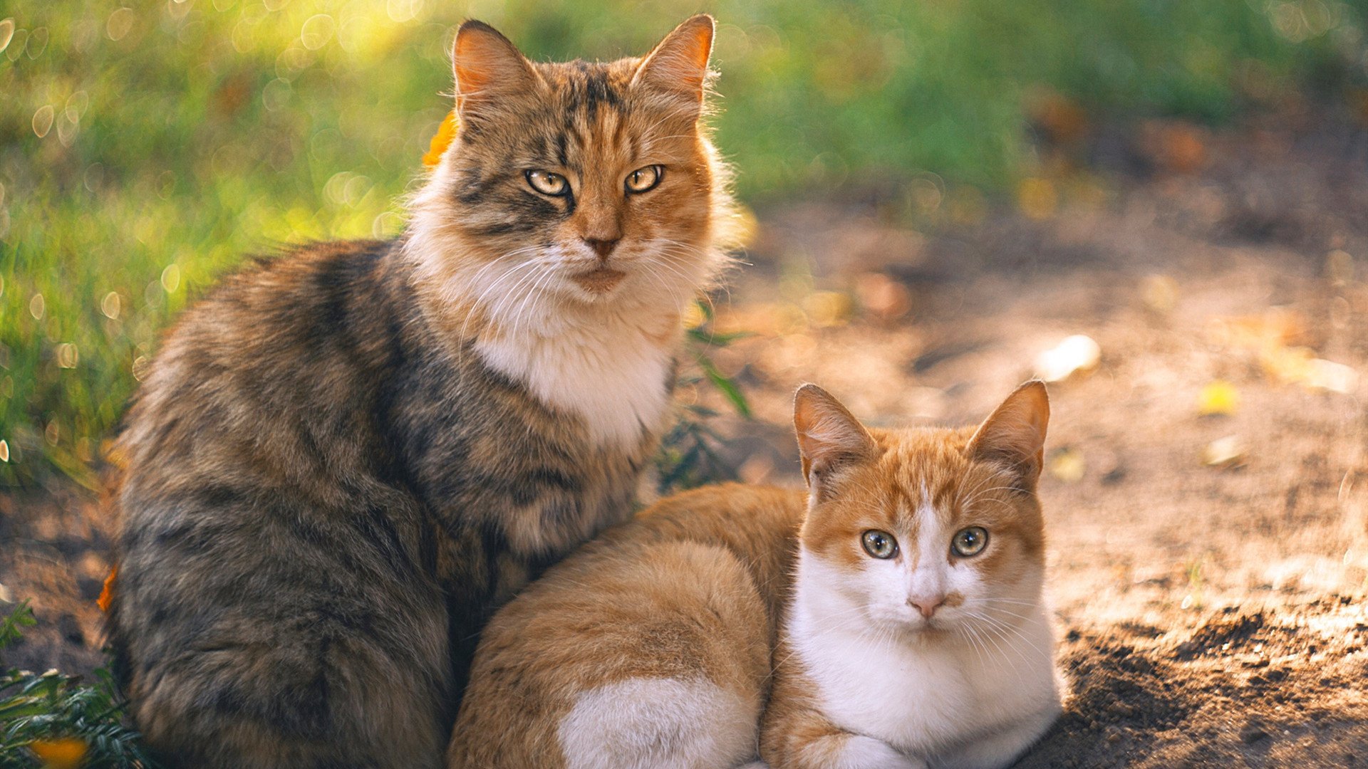 B体育亚洲官方网站-塞维利亚状态火热，冲击欧洲赛场佳绩