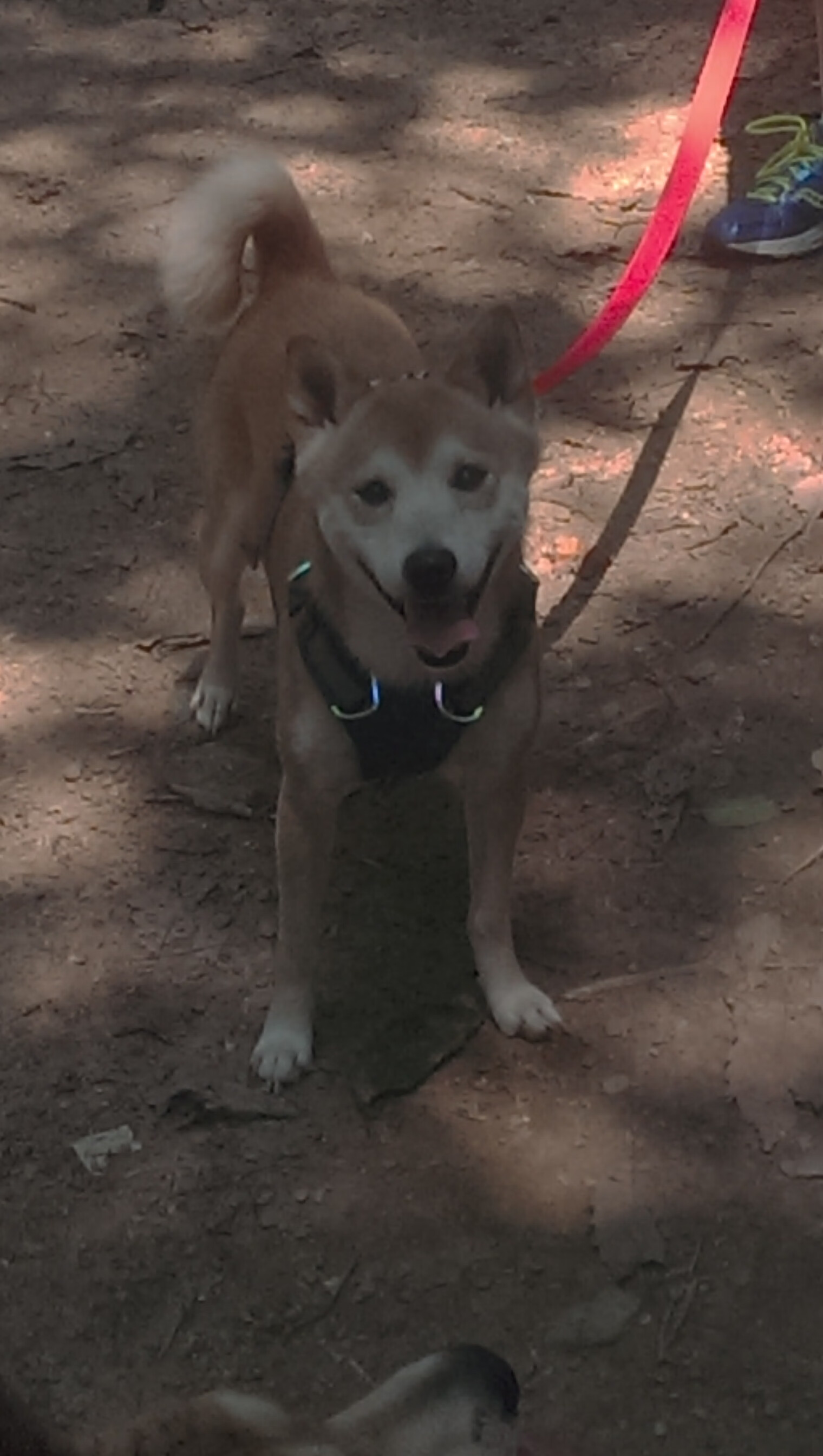 B体育在线登录入口-科特迪瓦男篮在非洲锦标赛中表现稳定，冲击历史最佳成就，科特迪瓦男篮vs中国男篮视频