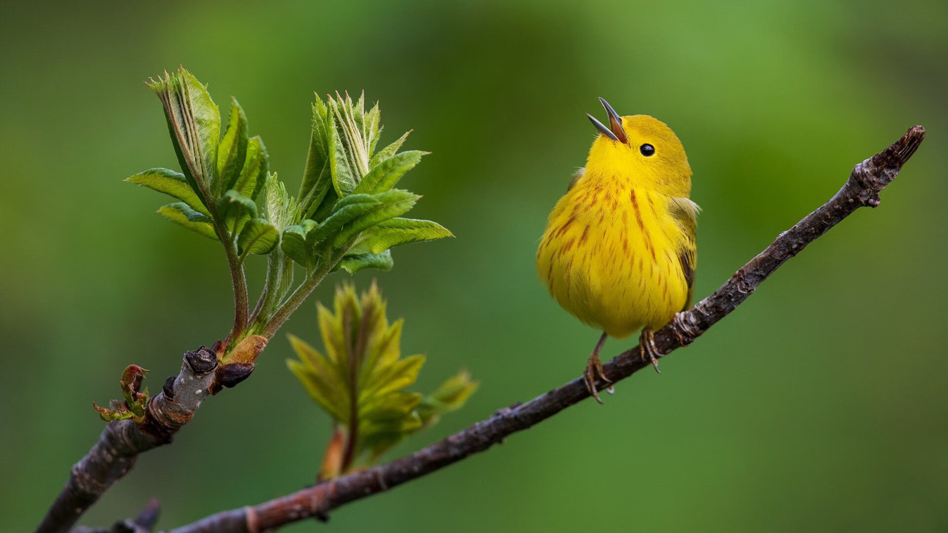 黄蜂安排心理教练定期辅导保持情绪平稳,黄蜂工作室怎么样